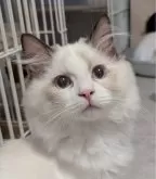 ラグドール【東京都・男の子・2025年5月30日・シールポイントバイカラー】の写真5「おトイレ掃除は見守りに行くよ！」