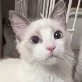 ラグドール【東京都・男の子・2025年5月22日・ブルーポイントバイカラー】の写真5「次は何しようかなぁ」