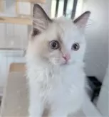 ラグドール【東京都・男の子・2025年6月30日・淡いシールポイントバイカラー】の写真6「あ、そうだ！」