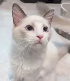 ラグドール【東京都・男の子・2025年5月22日・ブルーポイントバイカラー】の写真6「じっと見つめて意思表示するよ！」