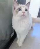 ラグドール【東京都・男の子・2025年5月22日・ブルーポイントバイカラー】の写真6「じっと見つめて意思表示するよ！」