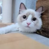 ラグドール【東京都・男の子・2025年5月30日・シールポイントバイカラー】の写真6「キュルルンおめめのボク、可愛いでしょ」