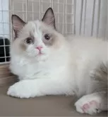 ラグドール【東京都・女の子・2025年5月30日・シールポイントバイカラー】の写真7「目が合うとトコトコついていっちゃうの」