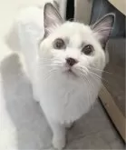 ラグドール【東京都・女の子・2025年3月26日・淡いシールポイントバイカラー】の写真7「きゅるるんおめめがトレードマークなの🌸」