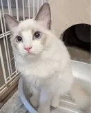 ラグドール【東京都・男の子・2025年5月22日・ブルーポイントバイカラー】の写真7「あのねあのね、皆で遊んだんだよ！」