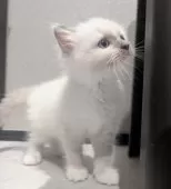 ラグドール【東京都・女の子・2025年9月7日・ブルーポイントミテッド】の写真7「ふんすふんす…誰の匂いかな?」