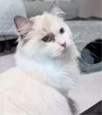 ラグドール【東京都・女の子・2025年5月6日・ブルーポイントバイカラー】の写真7「いっぱいナデナデ気持ちいいんだよ🌸」