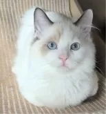 ラグドール【東京都・男の子・2025年6月30日・シールポイントバイカラー】の写真7「ハンモックベッドでリラックスだよ✨」