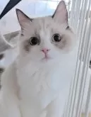 ラグドール【東京都・女の子・2025年5月30日・シールポイントバイカラー】の写真8「お写真終わったら遊んでくるね！」