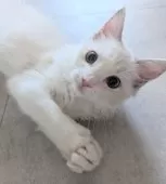 ラグドール【東京都・女の子・2025年5月22日・ブルーリンクスポイントバイカラー】の写真9「お願いっ！」