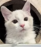 ラグドール【東京都・女の子・2025年5月22日・ブルーリンクスポイントバイカラー】の写真9「遊ぶの大好き！元気いっぱい戯れてきてくれます」