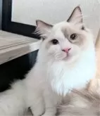 ラグドール【東京都・男の子・2025年3月26日・シールポイントバイカラー】の写真9「あまりにおおらかで見る度抱きしめたくなります🍀」