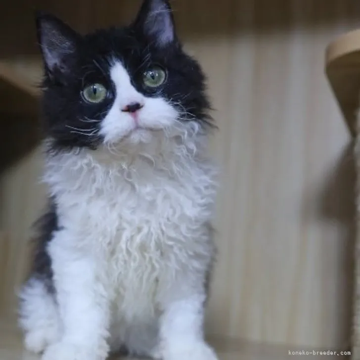 ID：2307-00668の子猫