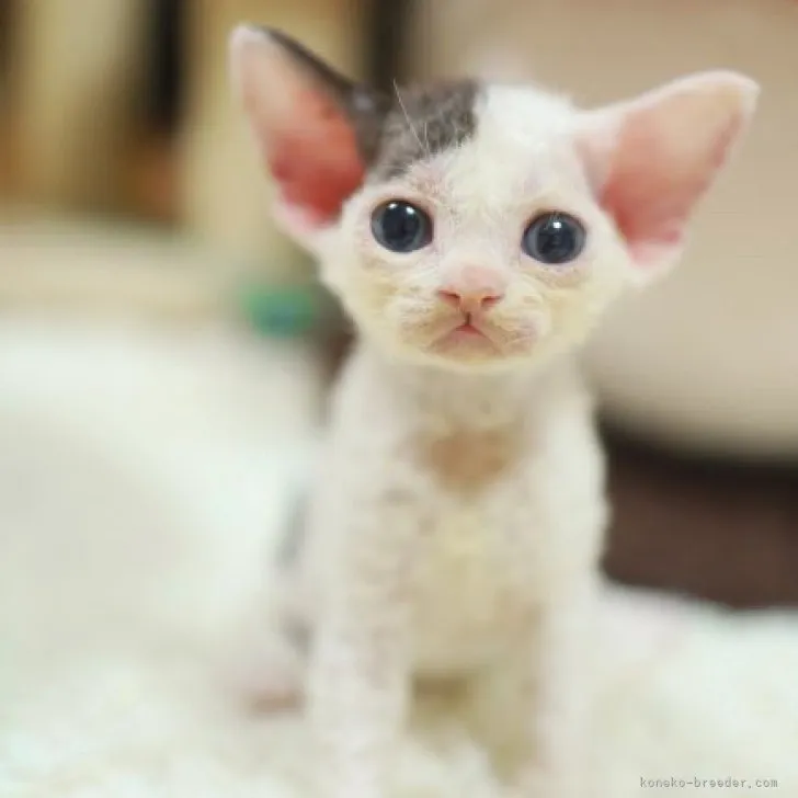 ID：2306-02713の子猫