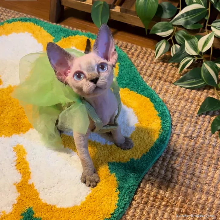 ID：2406-00587の子猫