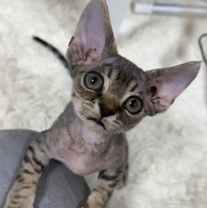 デボンレックス【神奈川県・男の子・2023年1月9日・ブラウンタビー】の写真1