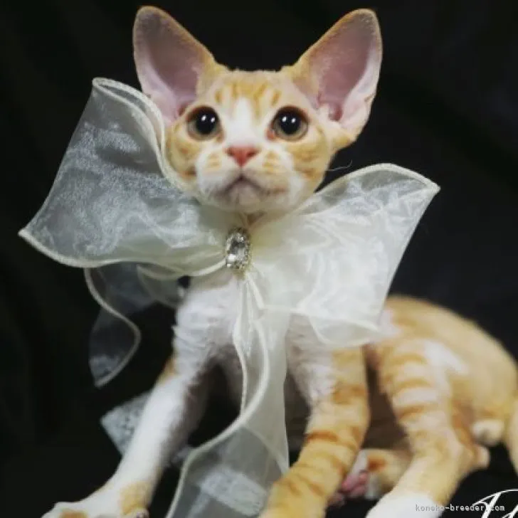 ID：2302-00437の子猫