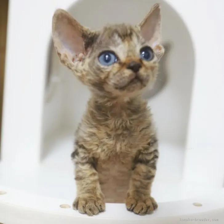 ID:2309-00643の子猫