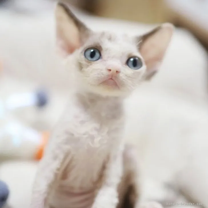 ID:2306-02715の子猫