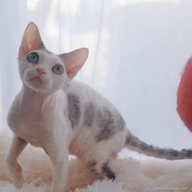 ID：2402-02468の子猫