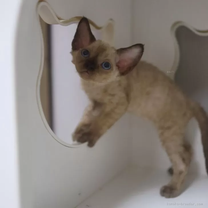 ID:2402-00287の子猫