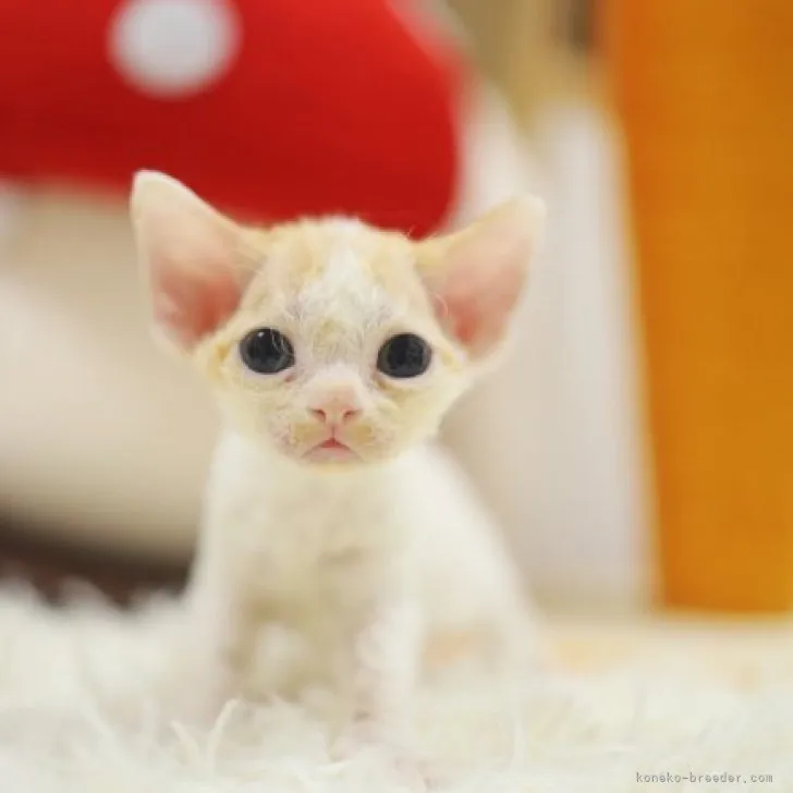 ID：2306-02714の子猫