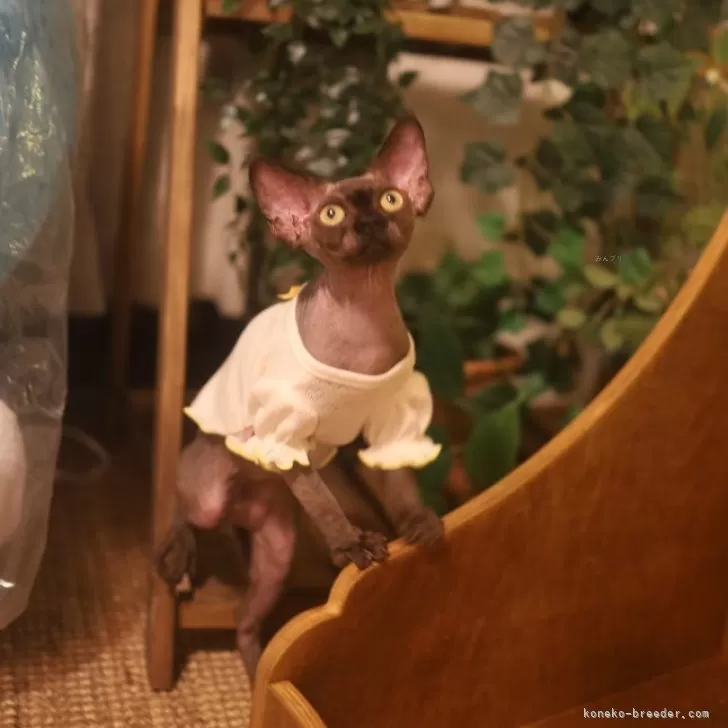 ID:2409-00557の子猫