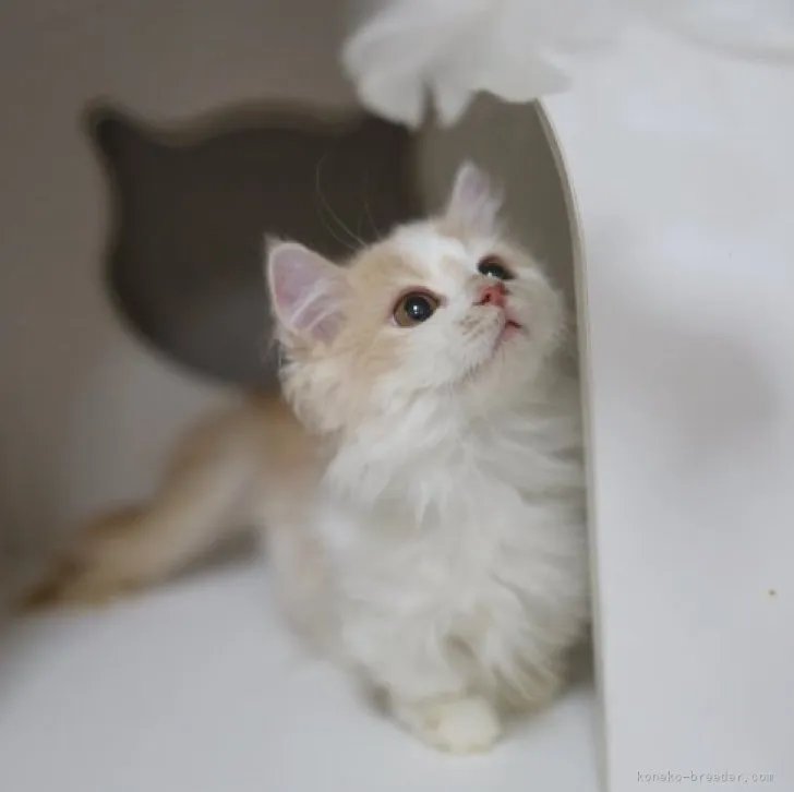 ID：2306-03168の子猫