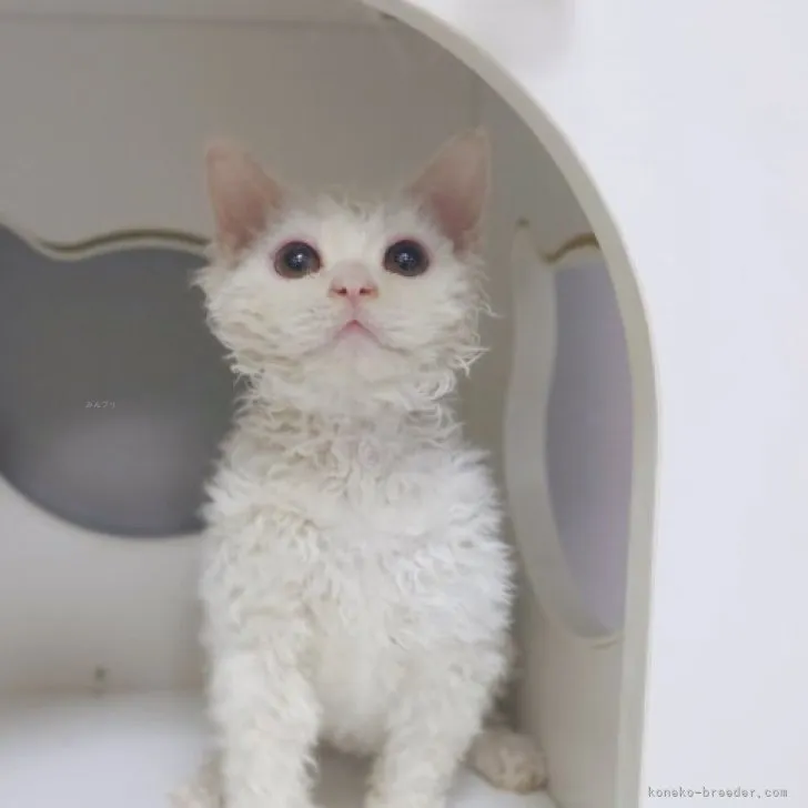 ID：2310-00962の子猫