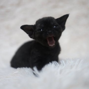 デボンレックス【神奈川県・女の子・2024年1月14日・ブラック】の写真「真っ黒なちび🍼」