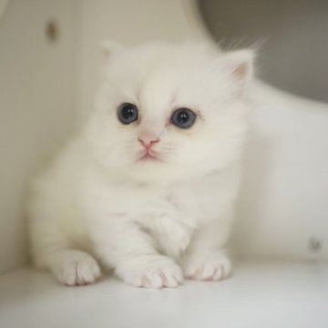 マンチカン(短足)【神奈川県・女の子・2023年7月5日・ホワイト長毛】の写真「人間と遊びたい🤗」