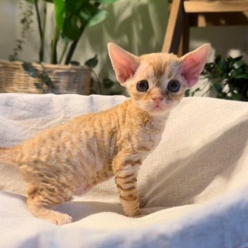 デボンレックス【神奈川県・男の子・2024年5月10日・レッドタビー】の写真「暖かい色🌟」