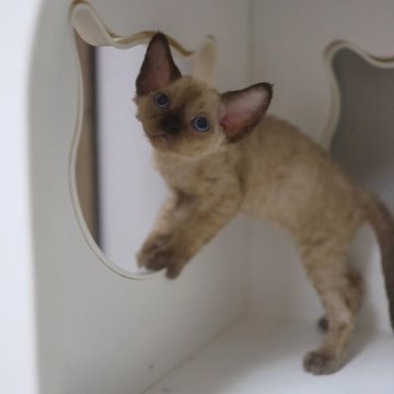 デボンレックス【神奈川県・男の子・2023年12月2日・シールポイント】の写真「チョコポイント🍫」