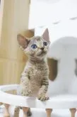 デボンレックス【神奈川県・男の子・2023年7月24日・チョコレートタビー】の写真3