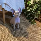 デボンレックス【神奈川県・女の子・2024年2月8日・リンクスポイント】の写真4