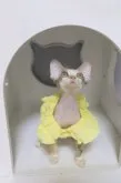 デボンレックス【神奈川県・女の子・2023年5月31日・キャリコ】の写真4