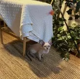 デボンレックス【神奈川県・女の子・2024年2月8日・リンクスポイント】の写真5