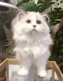 セルカークレックス【神奈川県・女の子・2025年9月1日・ブルーポイントバイカラー】の写真7