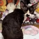 デボンレックス【神奈川県・男の子・2025年4月26日・ブラック&ホワイト】の写真12