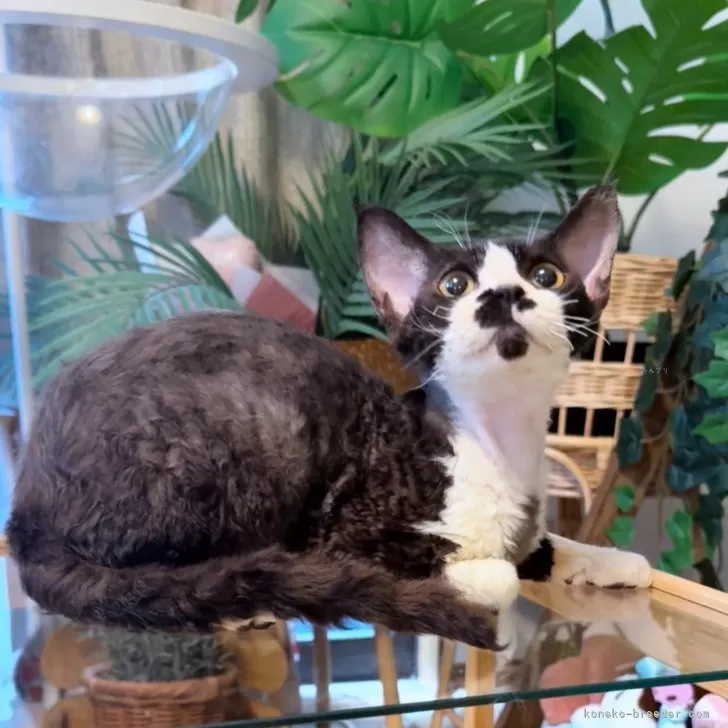 デボンレックス【神奈川県・男の子・2025年4月26日・ブラック&amp;ホワイト】の写真1