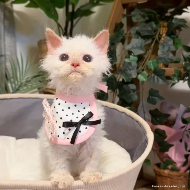 ID：2503-02106の子猫