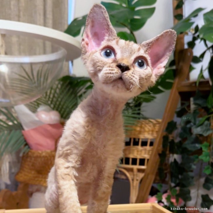 ブリーダー画像