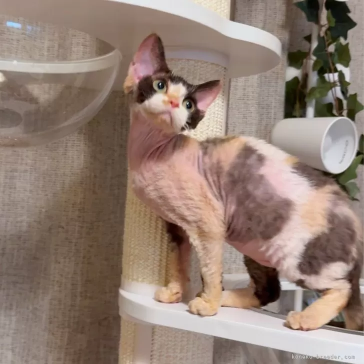 ID：2501-02080の子猫