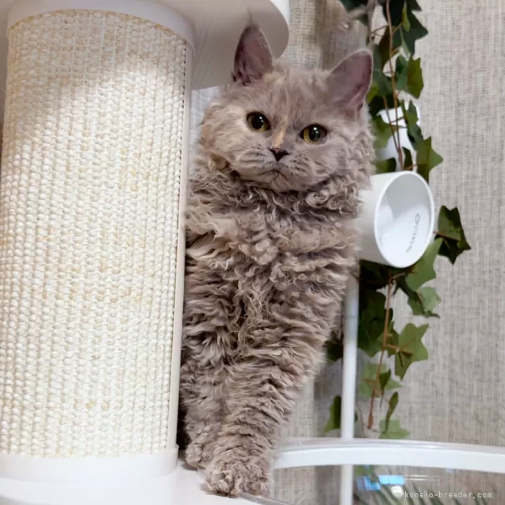 ID：2501-02076の子猫