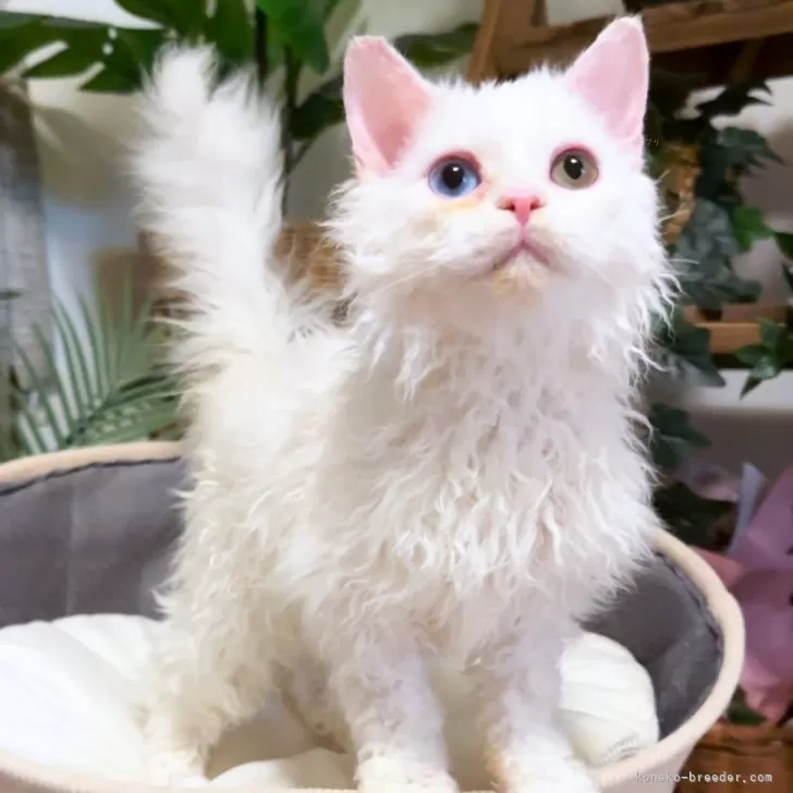 ID：2502-01420の子猫