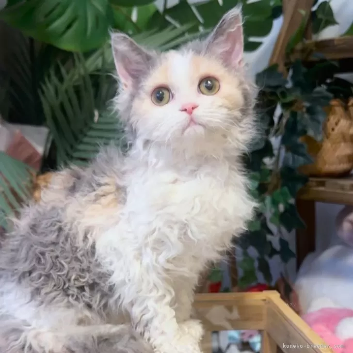 セルカークレックス【神奈川県・女の子・2025年8月12日・ダイリュートキャリコ】の写真1