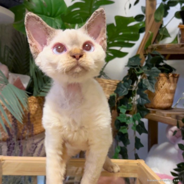 ブリーダー画像