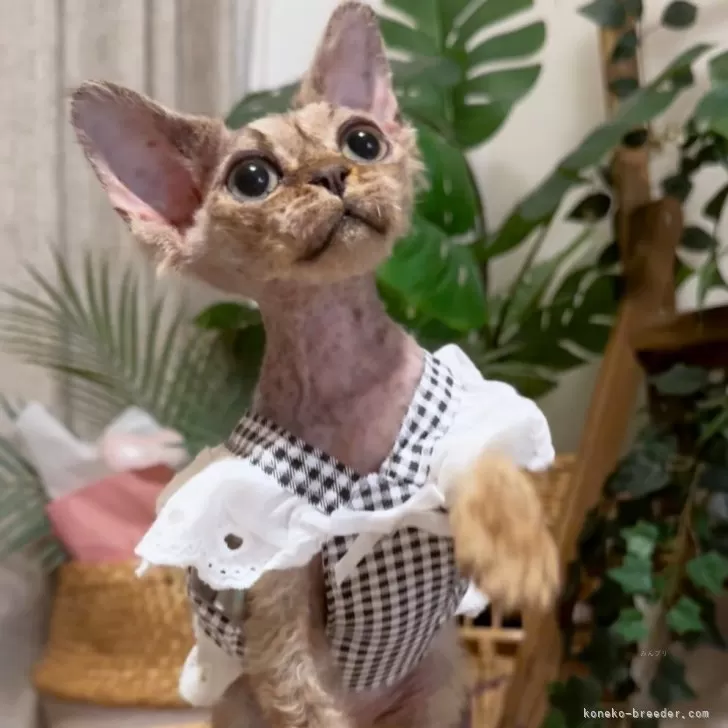 デボンレックス【神奈川県・女の子・2025年4月26日・ブラウンタビー】の写真1