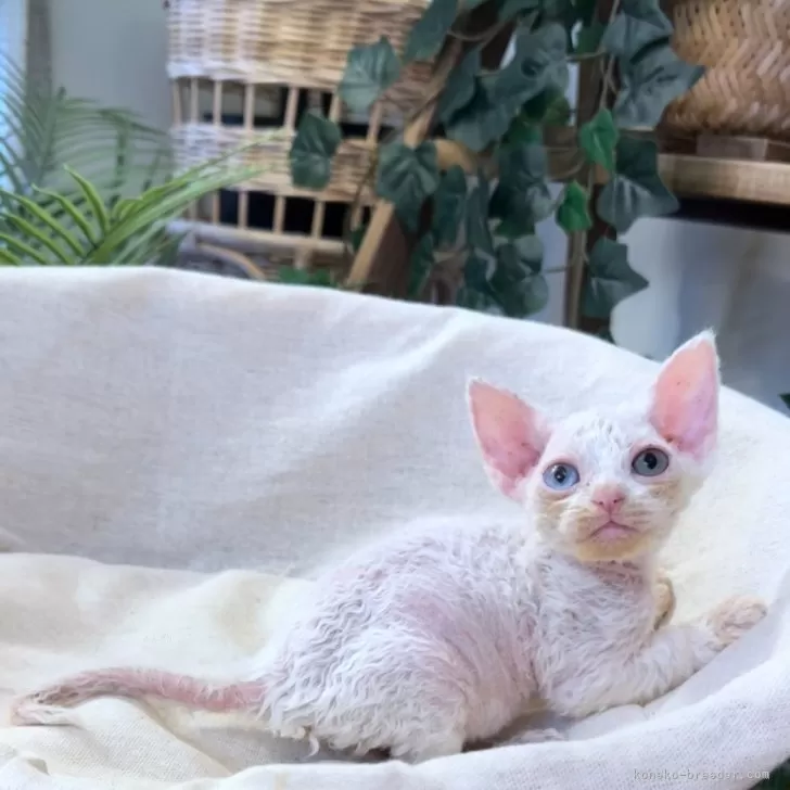 ID:2505-01567の子猫