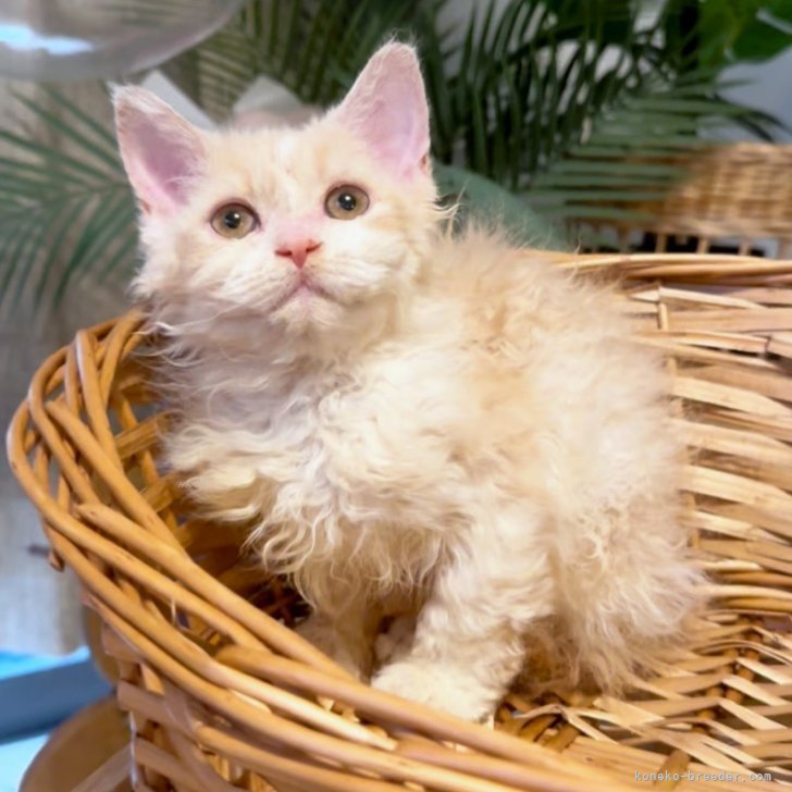 ブリーダー画像